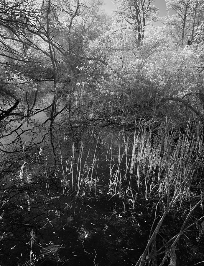 Infrared Photo of Coastal Wetland with Grasses and Surrounding Trees
